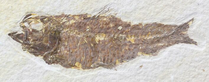 Bargain Knightia Fossil Fish - Wyoming #39658